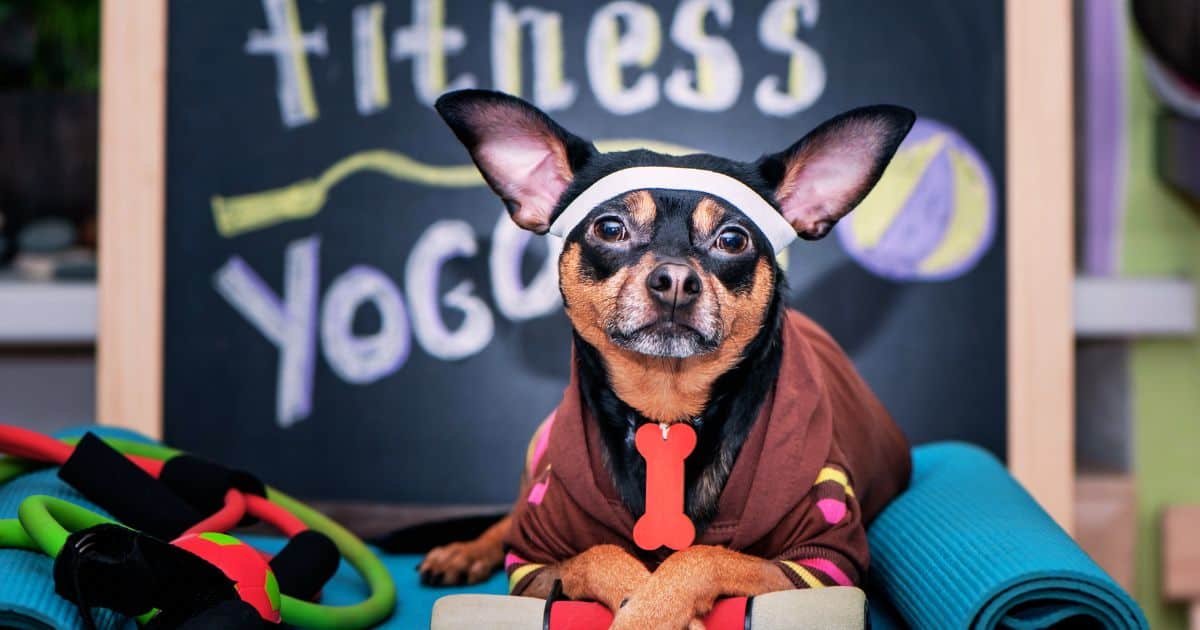 Gesundes Essen Hanteln Stethoskop - 7 Stoffwechsel Mythen die dich am Abnehmen hindern